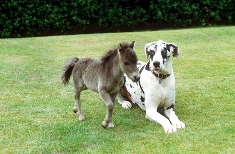 dog and mini horse best friends