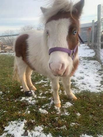 Miniature Horse