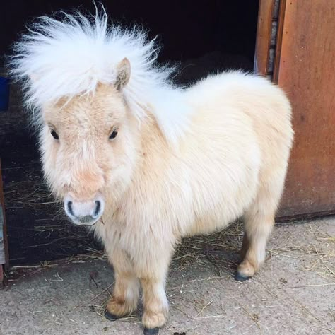 Avoid These 5 Rookie Mistakes When Handling Miniature Horses