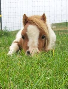 Old School vs. New School: Which Miniature Horse Training Methods Work Best?