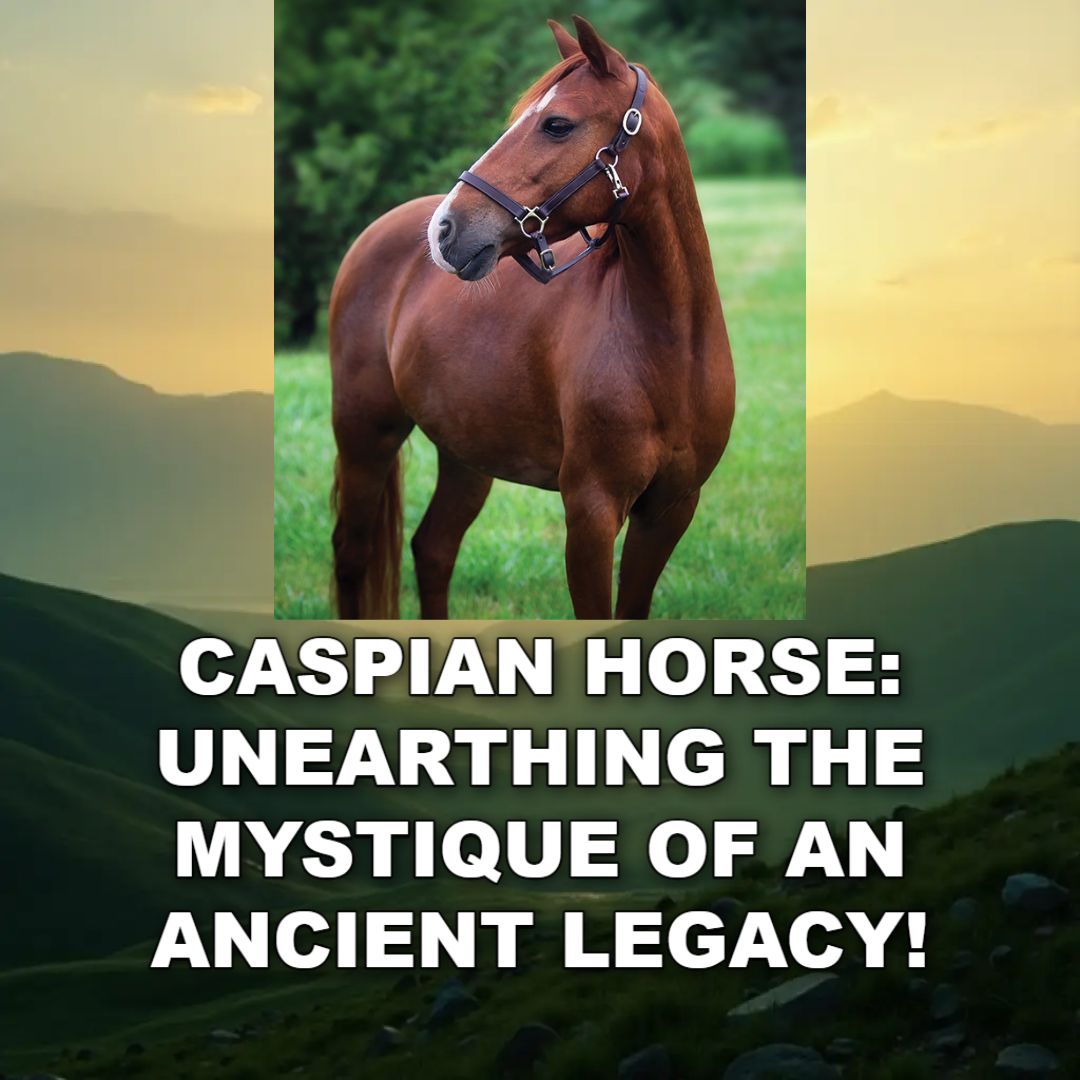 Caspian Horse