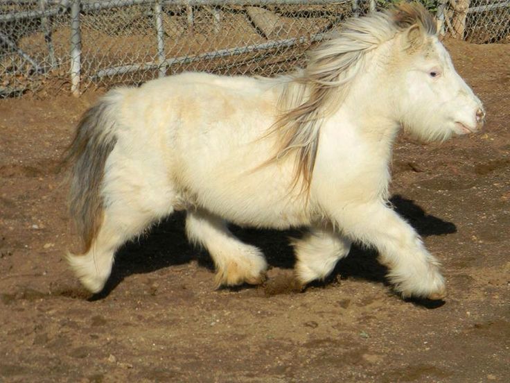 mini horse